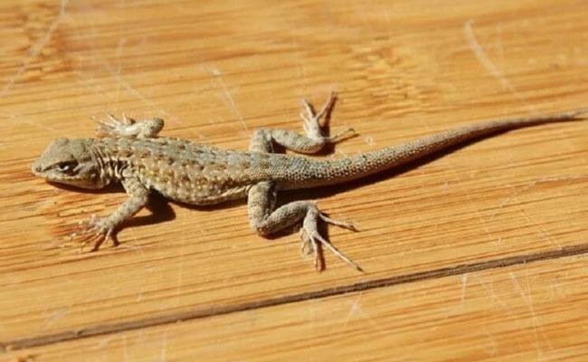 Lizard Pest Control Bangalore