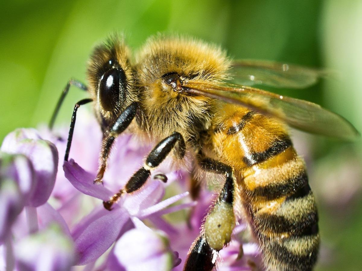 Integrated Pest Management Process