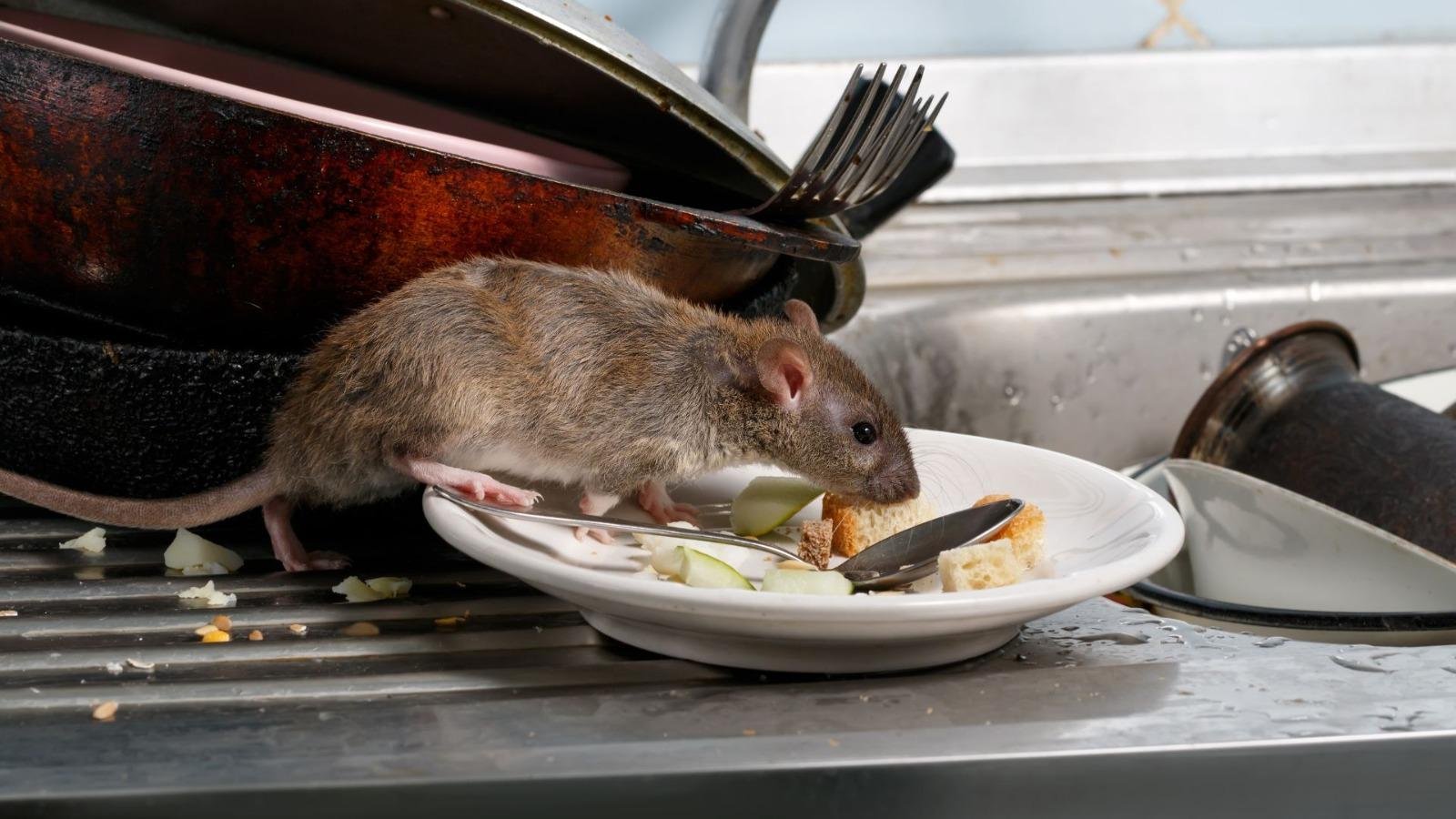 Rat Pest Control Bangalore
