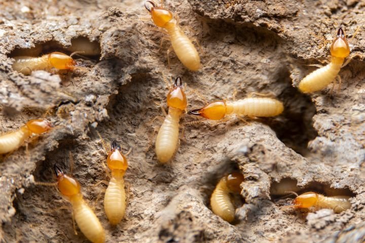 Termite Treatment Bangalore